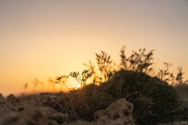 Kumsalda sabah ve gün doğumu - Kuzey Tunus