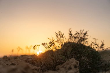 Kumsalda sabah ve gün doğumu - Kuzey Tunus