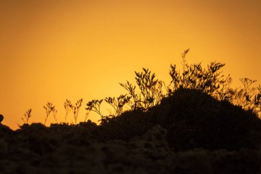 Kumsalda sabah ve gün doğumu - Kuzey Tunus