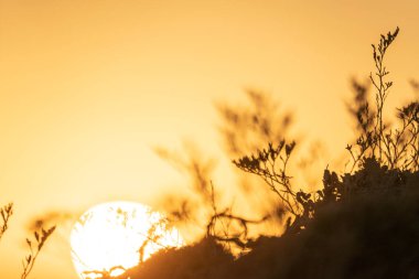 Kumsalda sabah ve gün doğumu - Kuzey Tunus