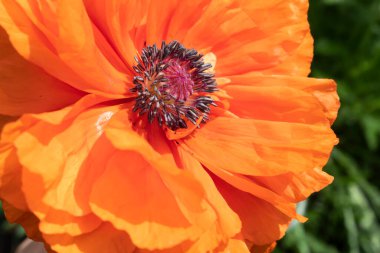 Yakın plan. Güneşli bir günde kırmızı haşhaş.