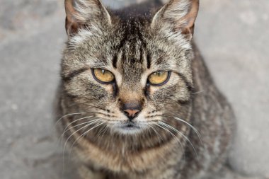 Oturan gri evcil bir kedinin portresi.