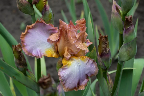 雨の後に 虹を追う と呼ばれる美しい背の高いドイツの虹彩の開花ビュー ストック写真