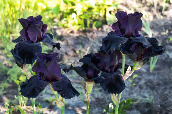 Blühender Strauch Von Schwertlilien Ungewöhnlichen Schwarzen Und Dunkelblauen Farben — Stockfoto