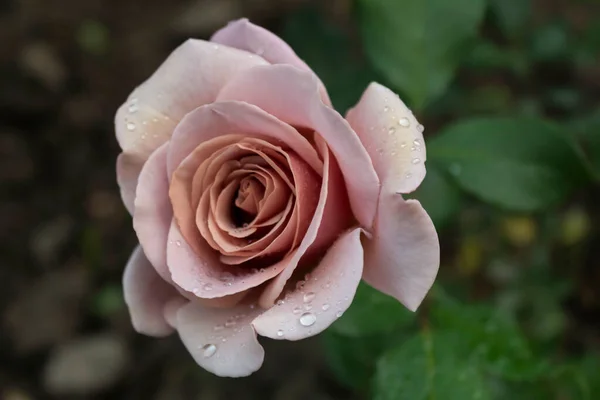 Beautiful Rose Unusual Colors Called Honey Dijon Raindrops — Stock Photo, Image