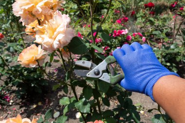 Mavi eldivenli bir el kuru eriği tutar ve sarı bir gülü budar..