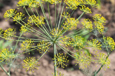 Bahçede açan dereotunun açılış şemsiyesi..