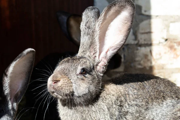 Büyük Kulaklı Gri Bir Tavşanın Portresi — Stok fotoğraf