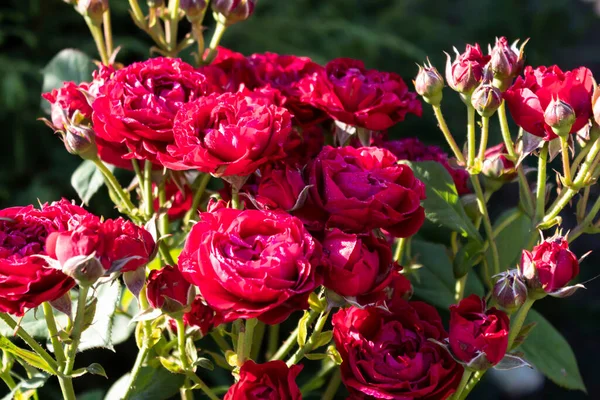 Schöne Rote Rosen Blühen Die Zur Art Der Sprays Gehören — Stockfoto