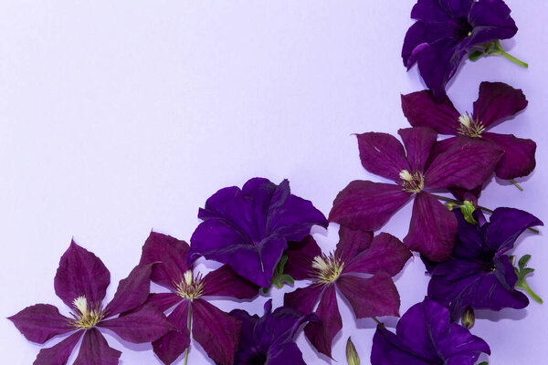 In the lower right corner on a purple background are the flowers of clematis and petunias.