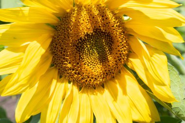 Yazın, güzel, parlak bir ayçiçeği açtı..