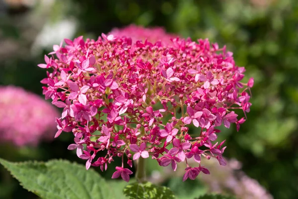 Красива Рожева Гортензія Цвіте Саду Влітку — стокове фото