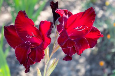 Yazın, parlak kırmızı, heybetli bir gladyatör çiçek açtı..