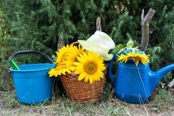 Poblíž Jalovce Kýbl Nádoba Zalévání Koš Slunečnicových Květin Summer Hat — Stock fotografie