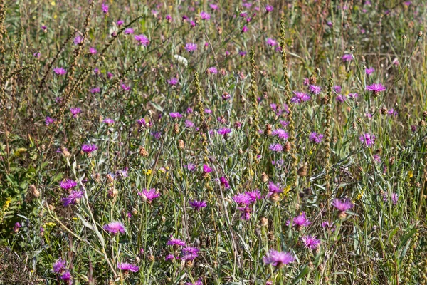 Estate Vari Fiori Brillanti Fioriscono Nel Prato — Foto Stock