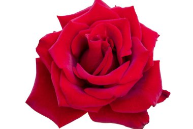 Beyaz arka planda izole edin. Yakın plan. Parlak kırmızı güzel gül.