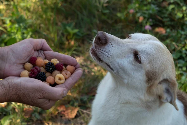 Köpek oturuyordu. Önünde yaşlı bir adamın avuçlarında böğürtlen var..