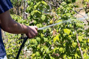 Hortumlu bir adam bahçedeki ahududu çalılarını suluyor..