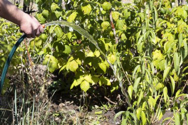 Bir adamın eli hortumu tutar ve şeftali ağacına su döker..