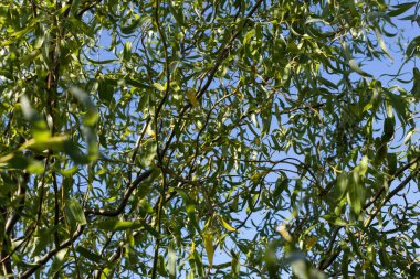 Yakın plan. Mavi gökyüzünün arka planında, 