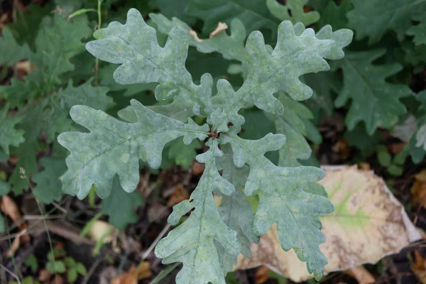 Close-up. Oak leaves are affected by powdery mildew disease. — Stock Image Close Oak Leaves Affected Powdery Mildew Disease Royalty Free Stock Images