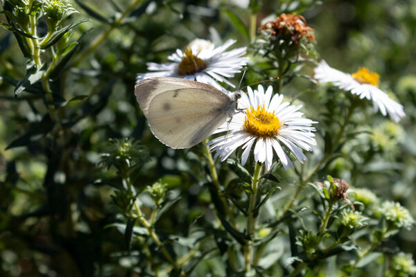 A white butterfly sits on a white autumn flower in the light of the sun.