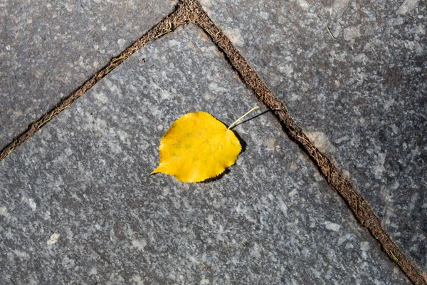 Ein Leuchtend Gelbes Blatt Liegt Auf Einer Grauen Granitplatte — Stockfoto