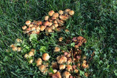 Çayırdaki çimlerin üzerinde bir sürü parlak sahte mantar yetişmiş..