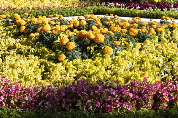 Bright Sunny Autumn Flower Bed Tagetes Begonias Other Bright Plants — Stock Photo, Image
