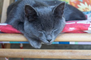 Güzel bir gri-mavi kedinin portresi bir yastığın üzerinde bahçe sandalyesinde kesişiyor.