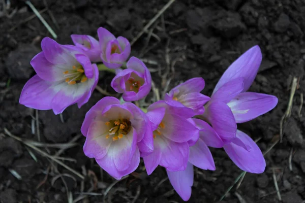 The beautiful lilac flower colchicum, also called the autumn crocus, bloomed in the autumn garde — Stock Image Beautiful Lilac Flower Colchicum Also Called Autumn Crocus Bloomed Autumn Royalty Free Stock Images