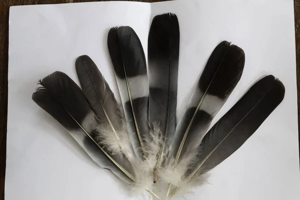 Schwarz Weiße Federn Eines Vogels Liegen Auf Einem Weißen Blatt — Stockfoto