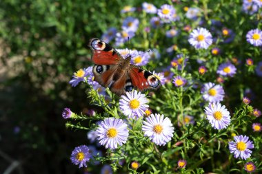 Kanatlarında güzel lekeler olan parlak bir kelebek sonbahar yıldızlarının çalılığında oturur.