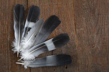 Tahta bir arka planda altı siyah ve beyaz kuş tüyü var..