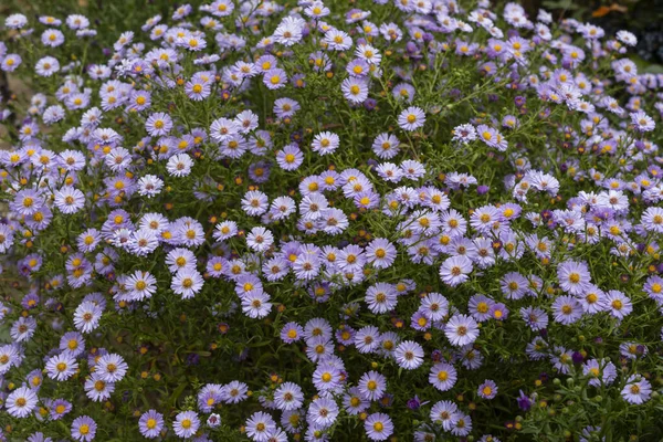 Bright Abundant Bloom Autumn Flowers Lilac Perennial Asters — Stock Photo, Image