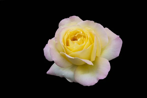 Изолировать Черном Фоне Красивая Роза Старого Известного Сорта Gloria Day — стоковое фото