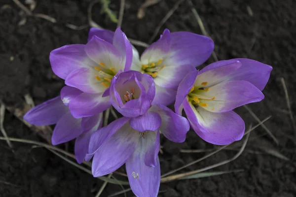 View from above. Purple colchicum bloomed in the autumn in the garden. — Stock Image View Purple Colchicum Bloomed Autumn Garden Stock Photo