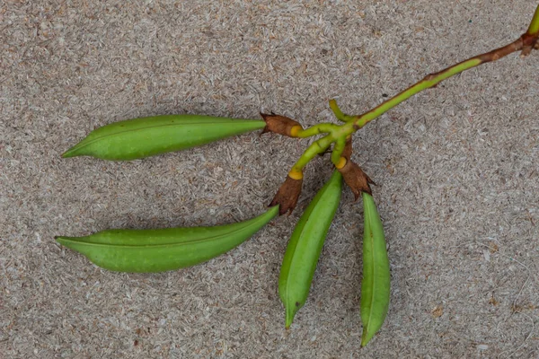 Grå Bakgrund Ligger Gren Med Gröna Frukter Klätterväxten Kampsis — Stockfoto