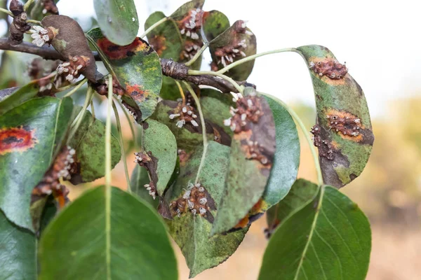 Branche Une Poire Touchée Par Rouille Des Taches Lumineuses Sont — Photo