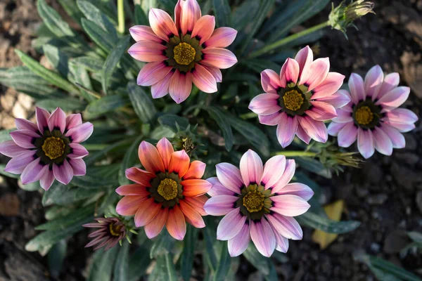 Fall Beautiful Flowers Bright Gazania Still Blooming Flowerbed — Stock Photo, Image