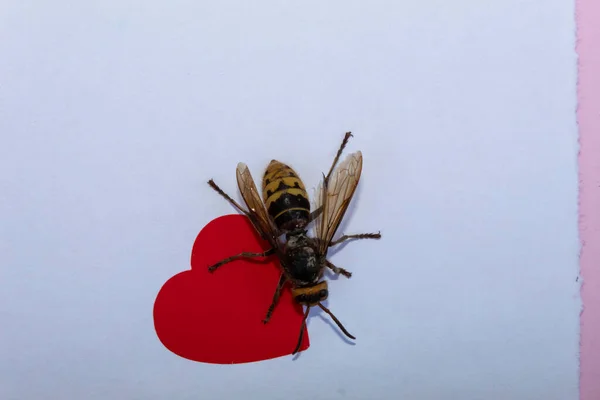 On a white sheet of paper lies a paper red heart with a large wasp sitting on it.