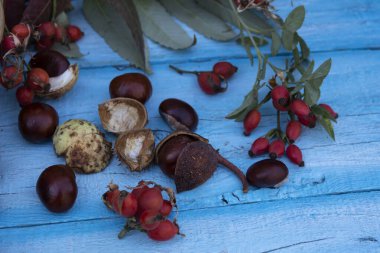 Kırmızı gül kalçalar ve kestaneler mavi arka planda yatar..