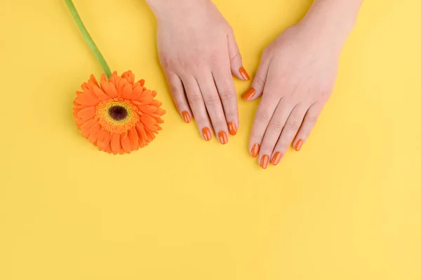 Dames handen en oranje gerbera — Stockfoto