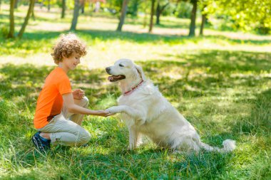 Güzel köpek bir sallamak verir