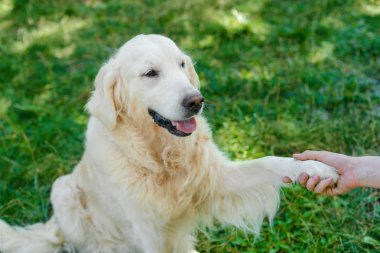 Sevimli köpek bir sallamak verir