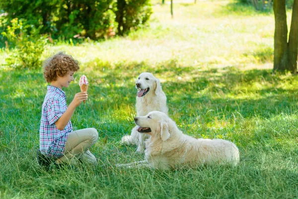 Glace appétissante pour deux chiens — Photo