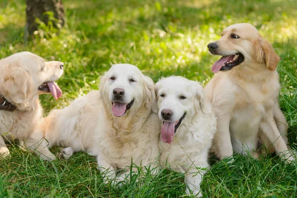 Cães Adoráveis Com Línguas Para Fora Sorrisos Encantadores Encontram Grama — Fotografia de Stock