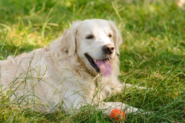 Yumuşak kürk ile inanılmaz köpek