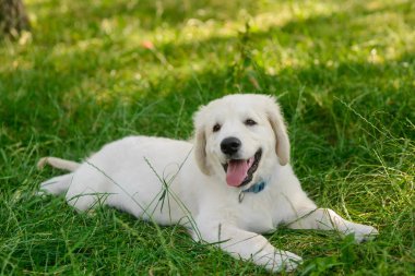 Doğada çok güzel bir köpek yavrusu