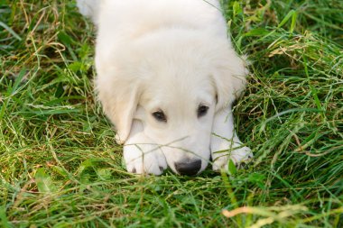 Hüzünlü güzel küçük köpek